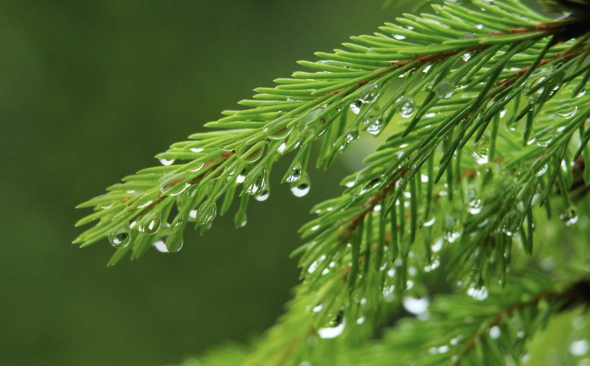 Affordable Christmas Trees That Look Beautiful